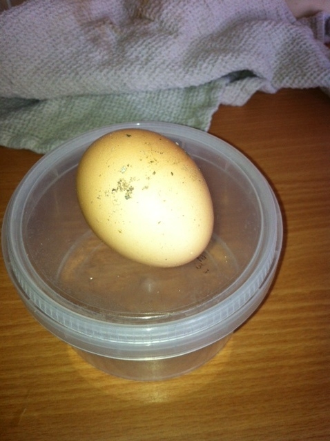 1sr egg, 2 hours after moving in!