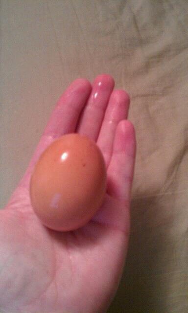 1st and only egg I have got out of my chicken.