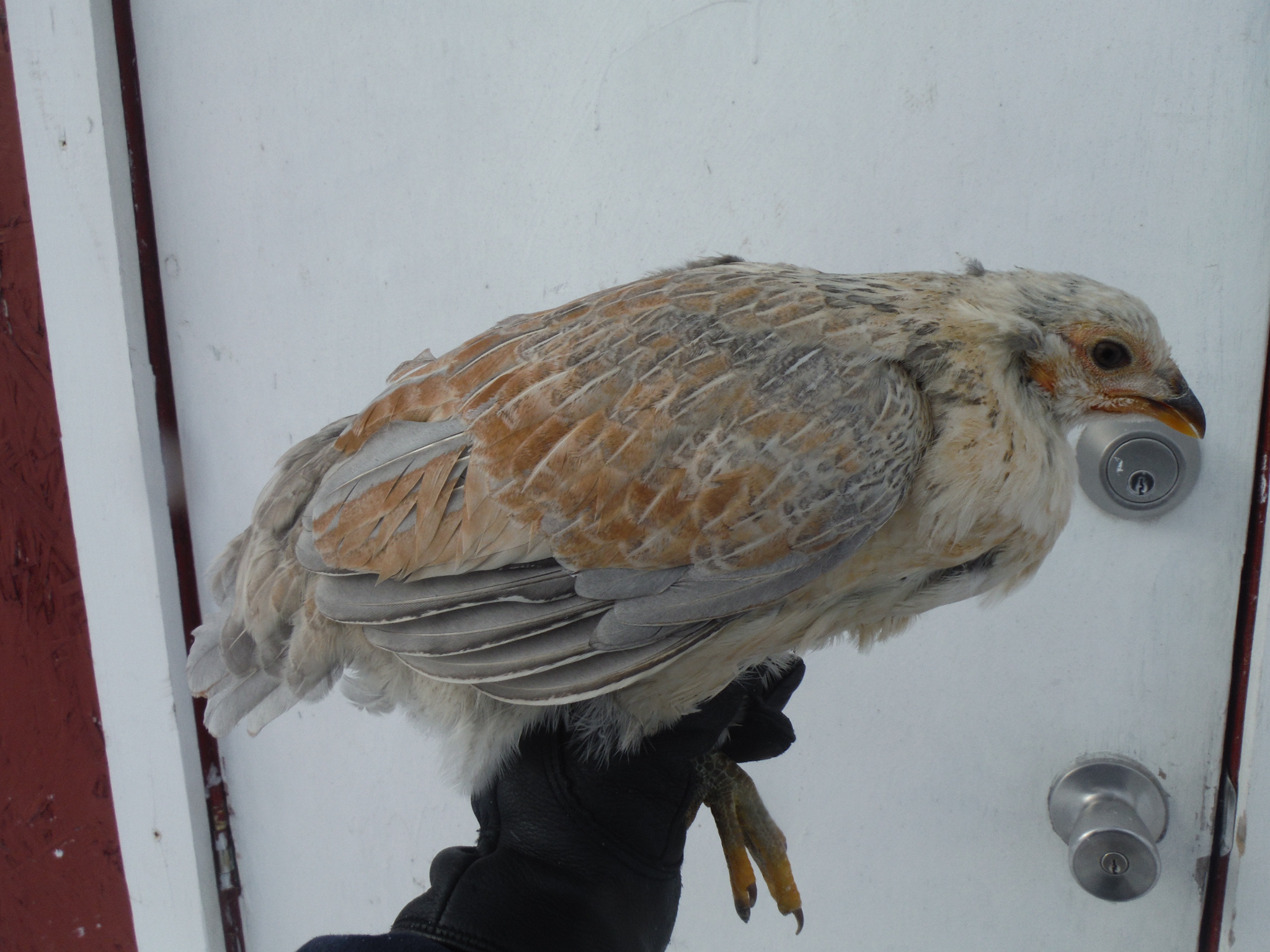1st bird, a pullet. Tailed/tufted. Will be let go from flock.