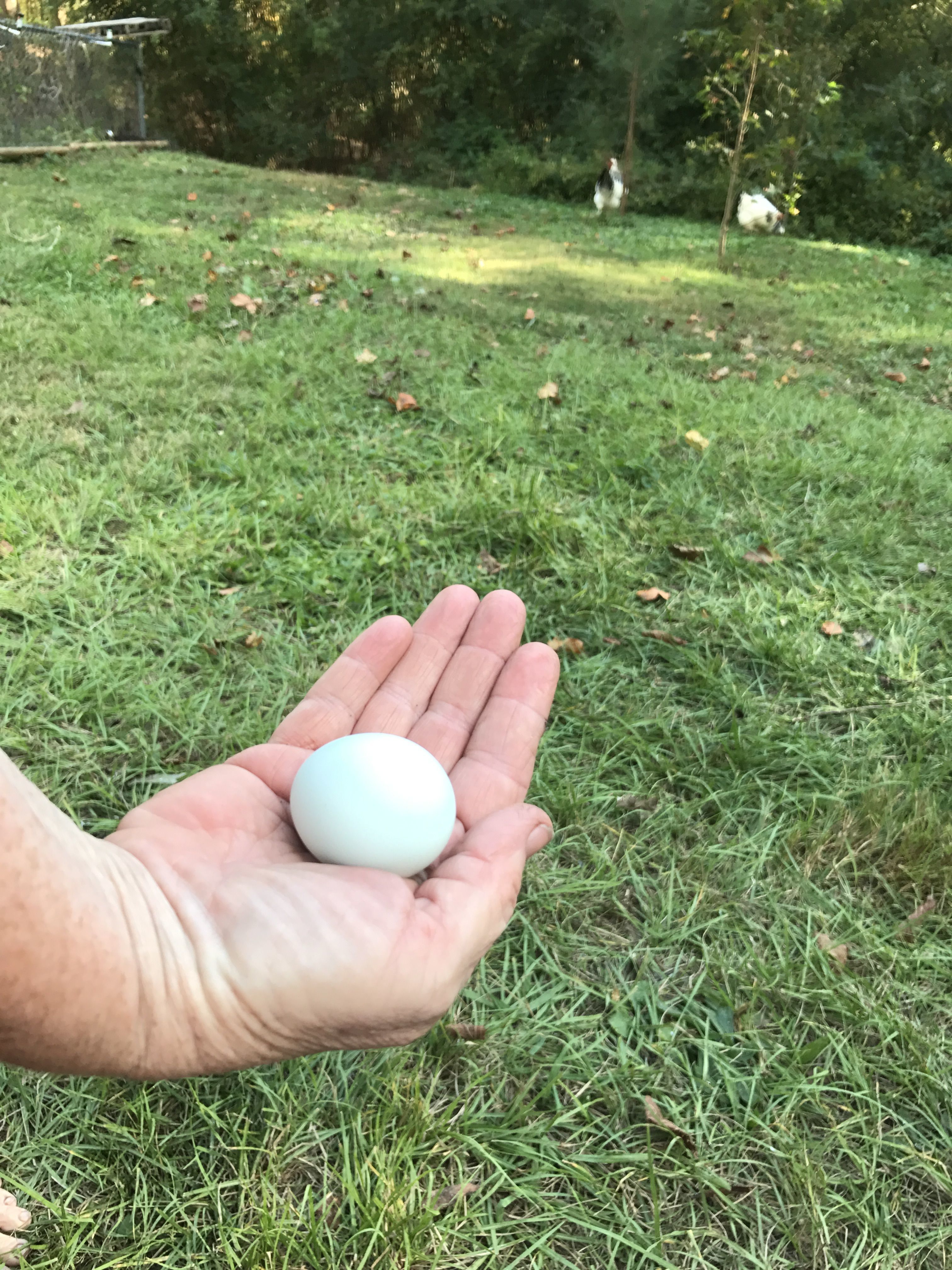 1st blue egg!