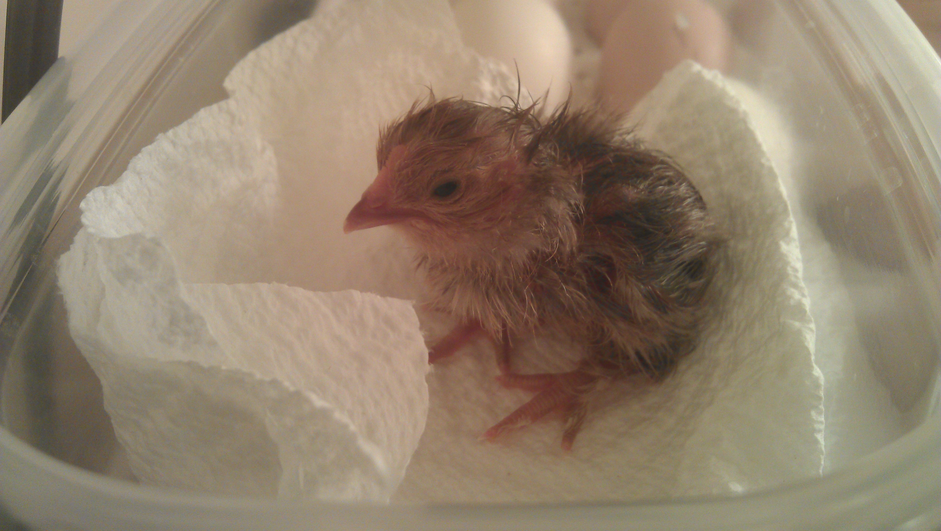 1st chick..3/5/2012