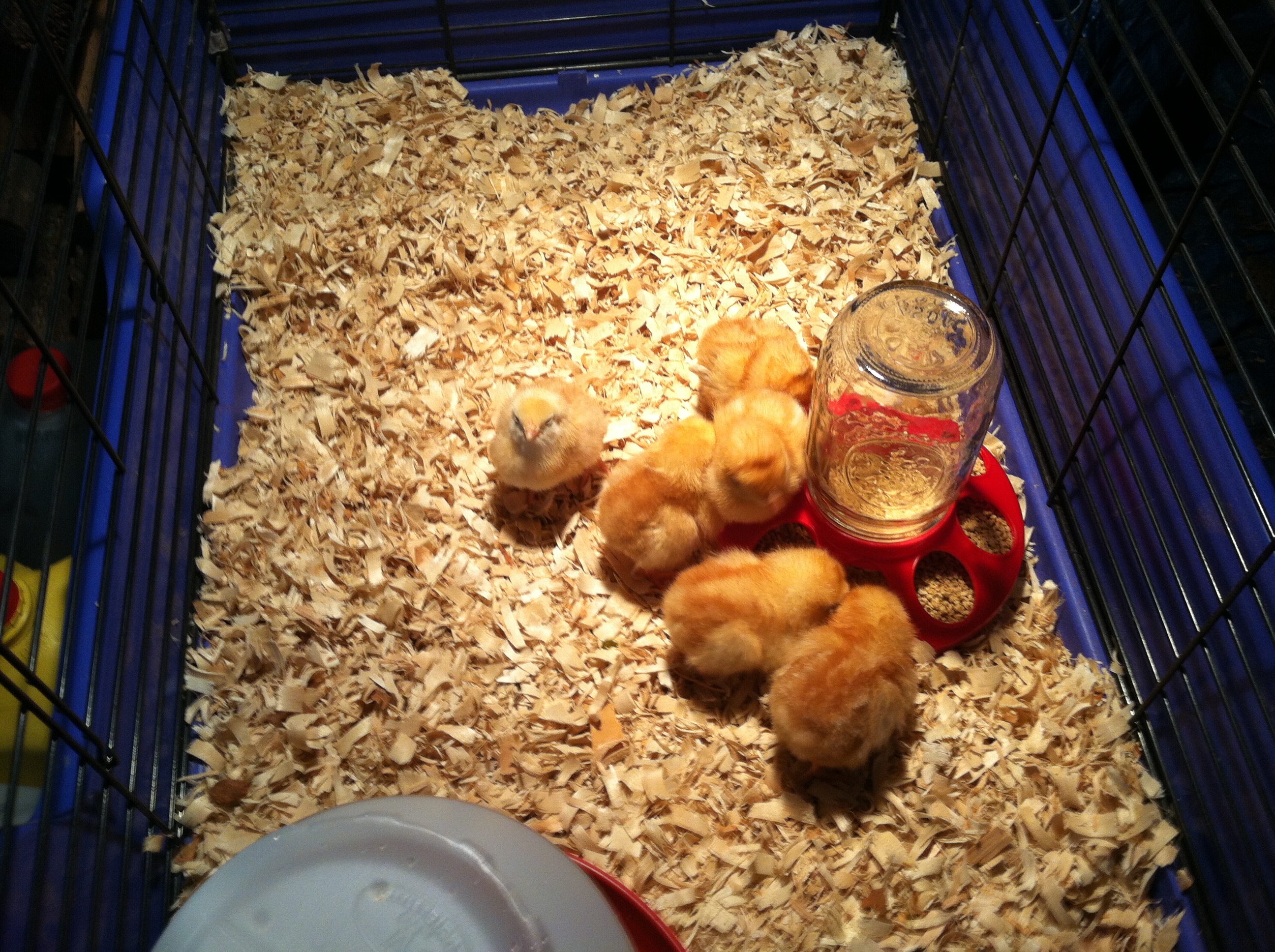 1st chicks-2013