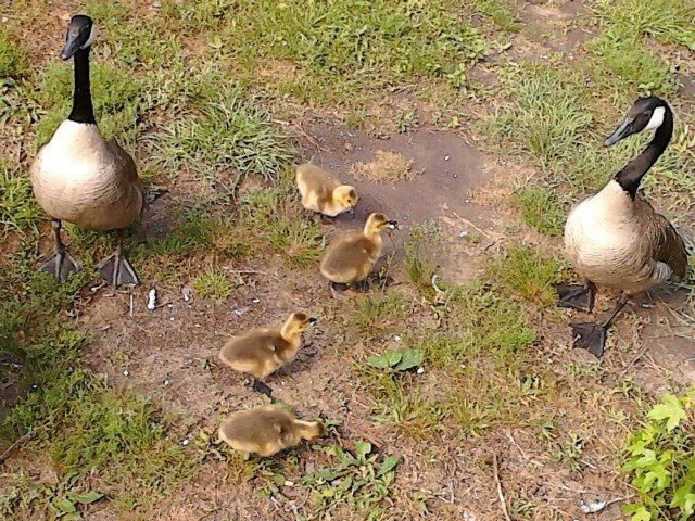 1st clutch of wild Canadian geese ever hatched on this lake feeding in my yard the first day off the nest....I think mom and dad were showing them off!
