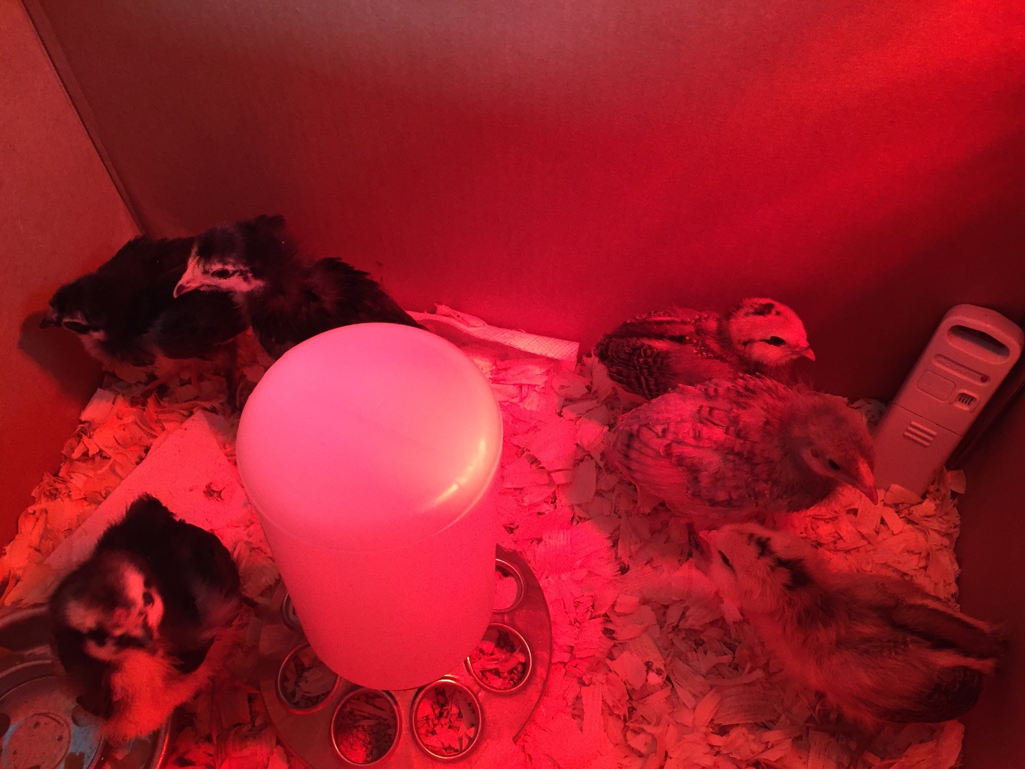 1st Day Home 2 weeks