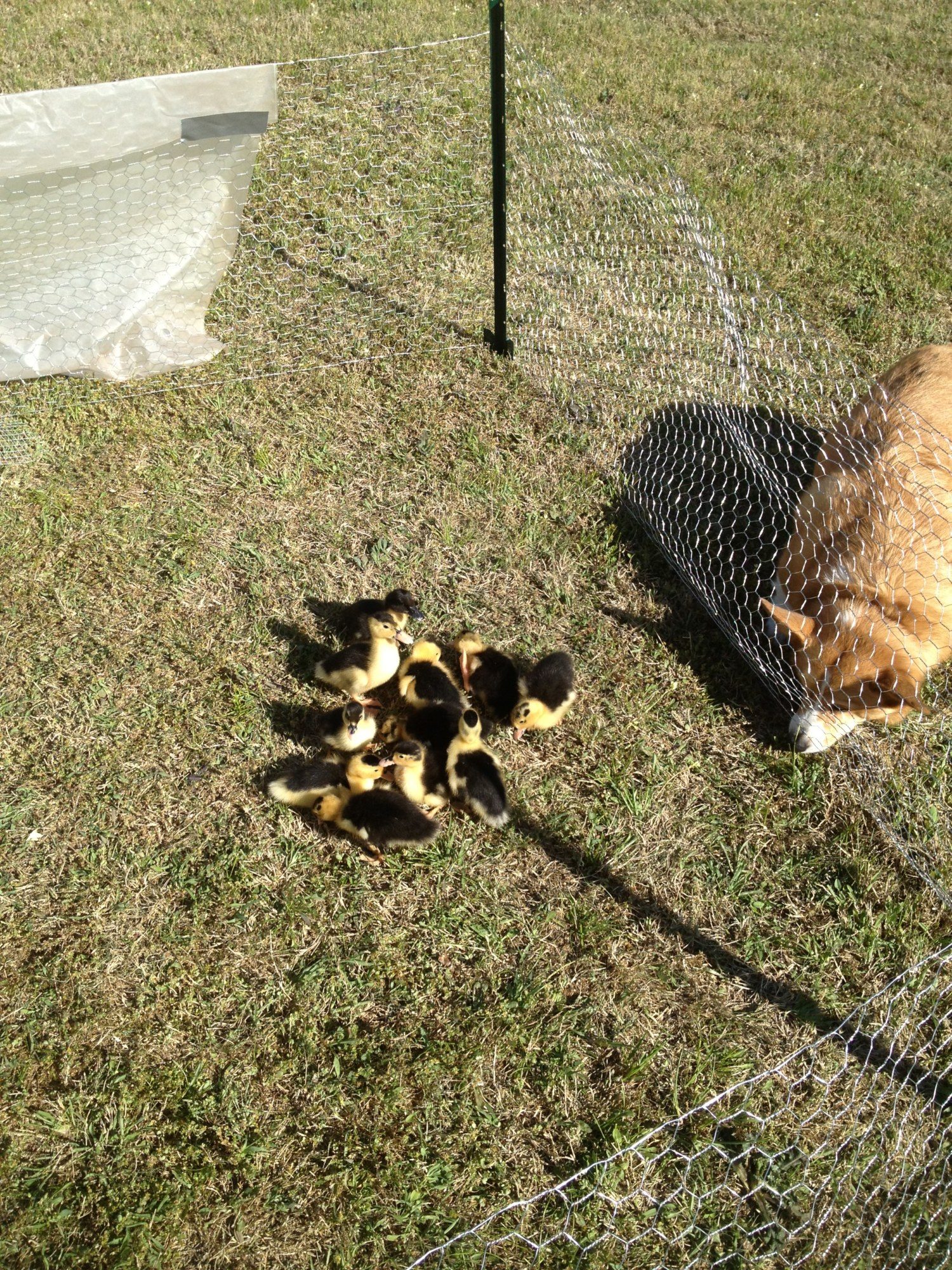 1st day outside in they make-shift pen. The dog was trying to herd them. LOL