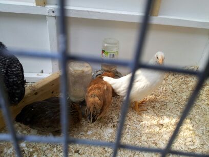 1st days in new coop
