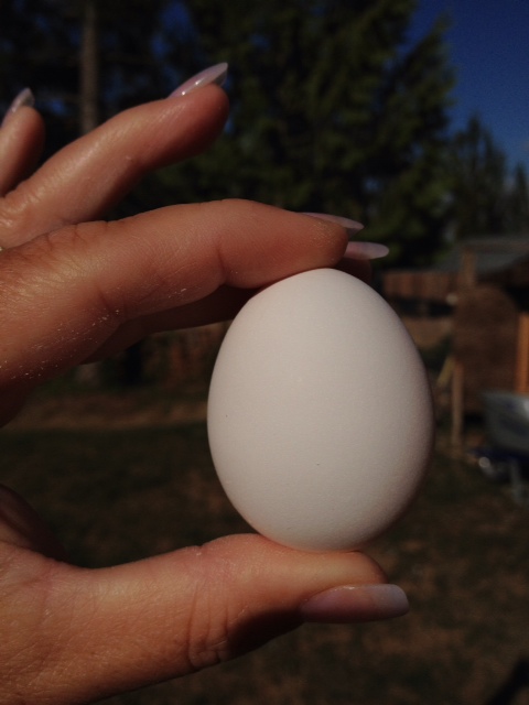1st egg from my spring chicks! Leghorn :0)