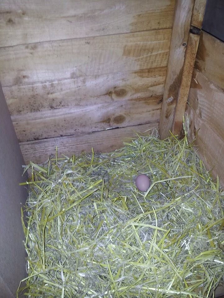 1st egg in 3/4 months since molting