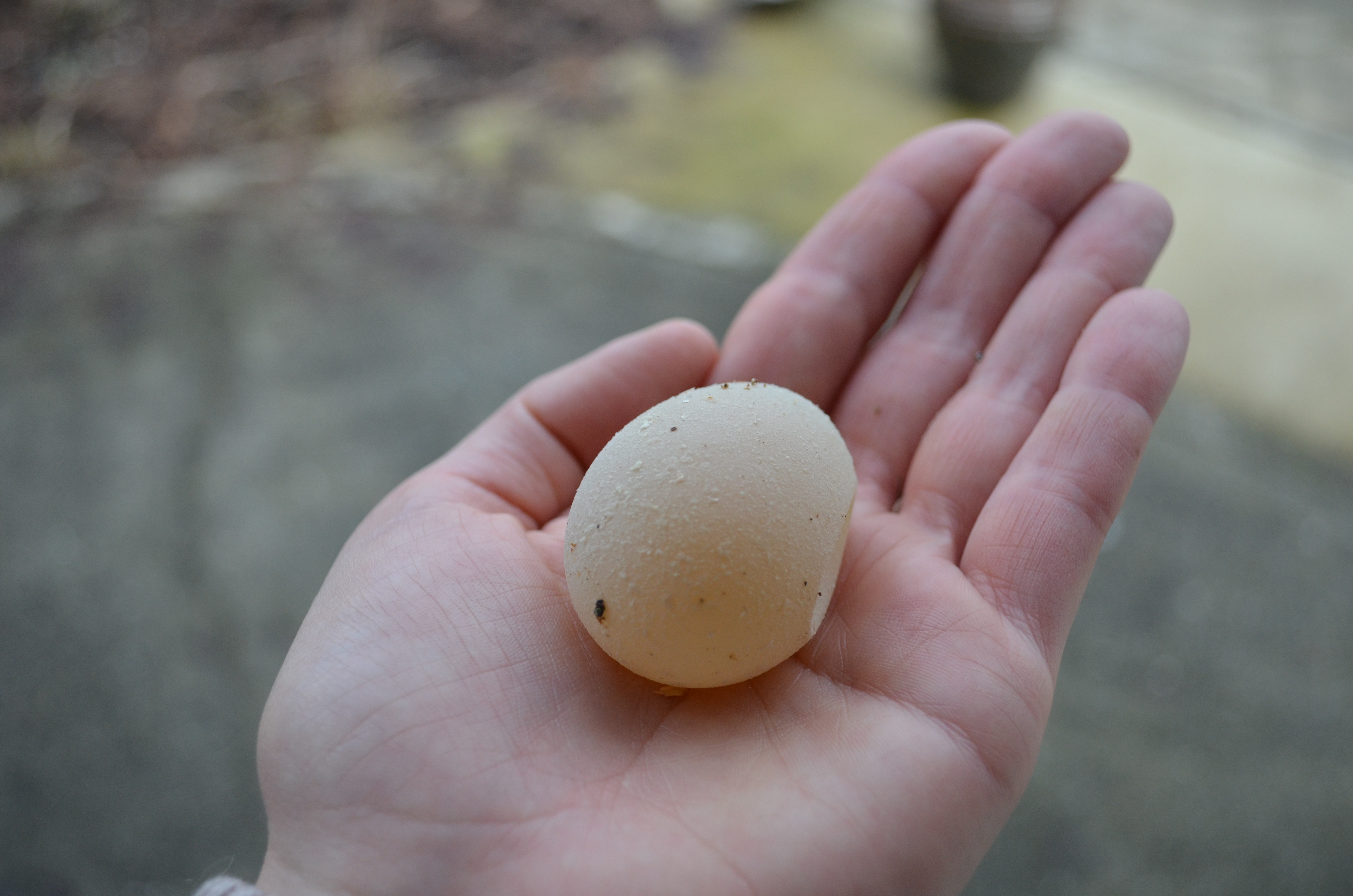 1st egg, with no shell.  Feb 11-ish.  Found in coop while cleaning.