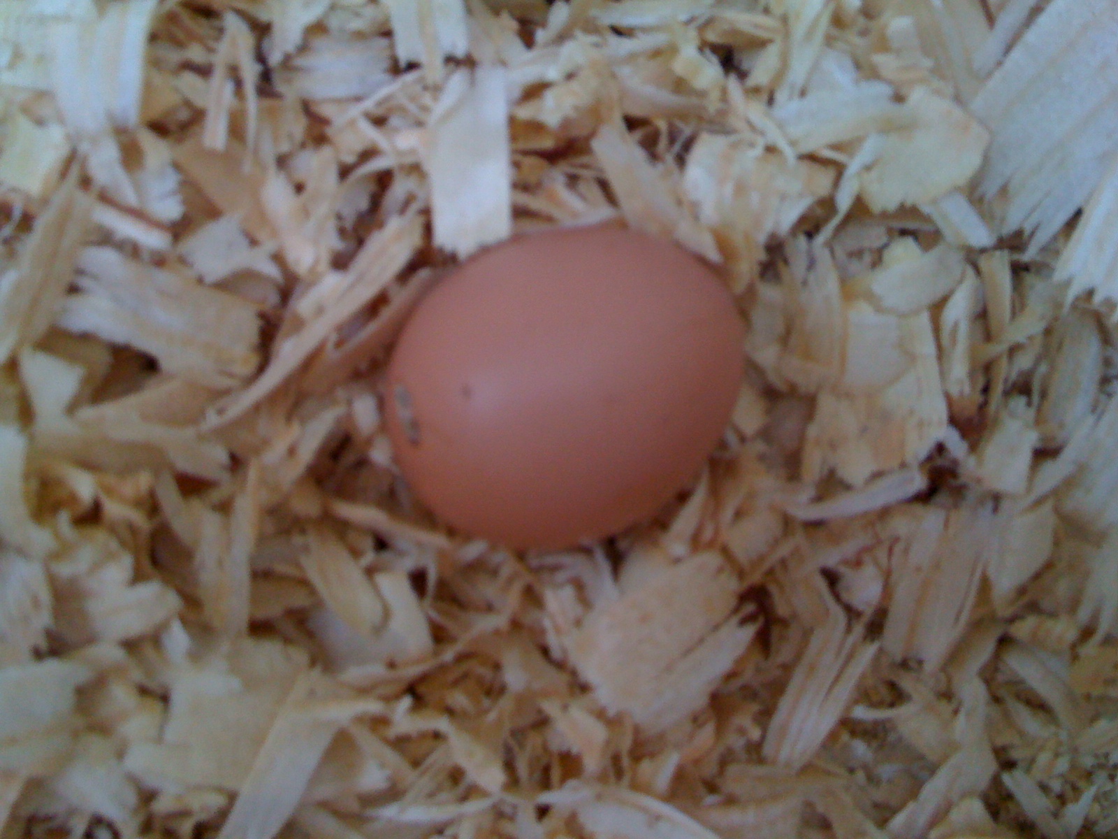 1st egg