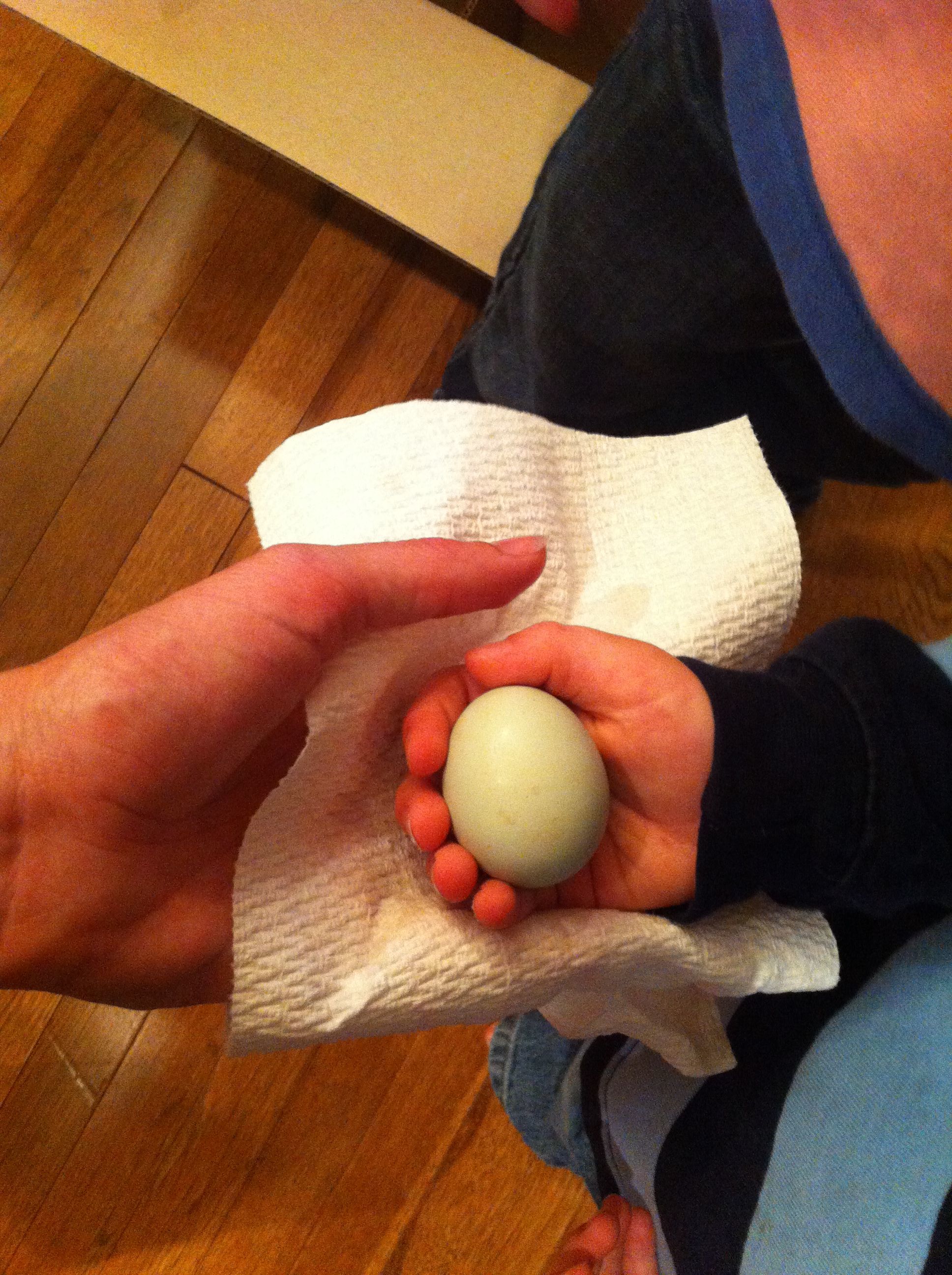 1st egg!