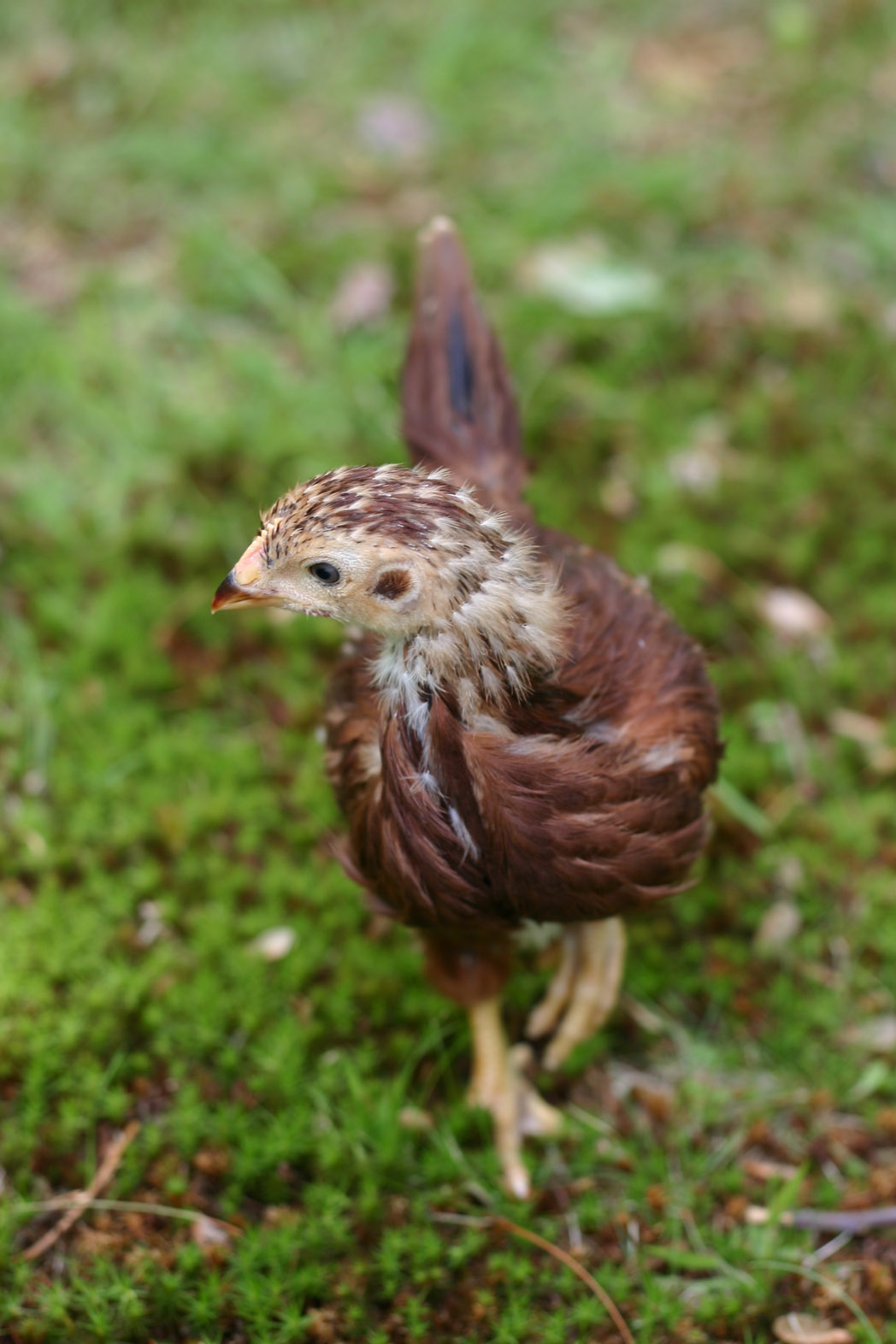 1st free range day Betsy (RIR)