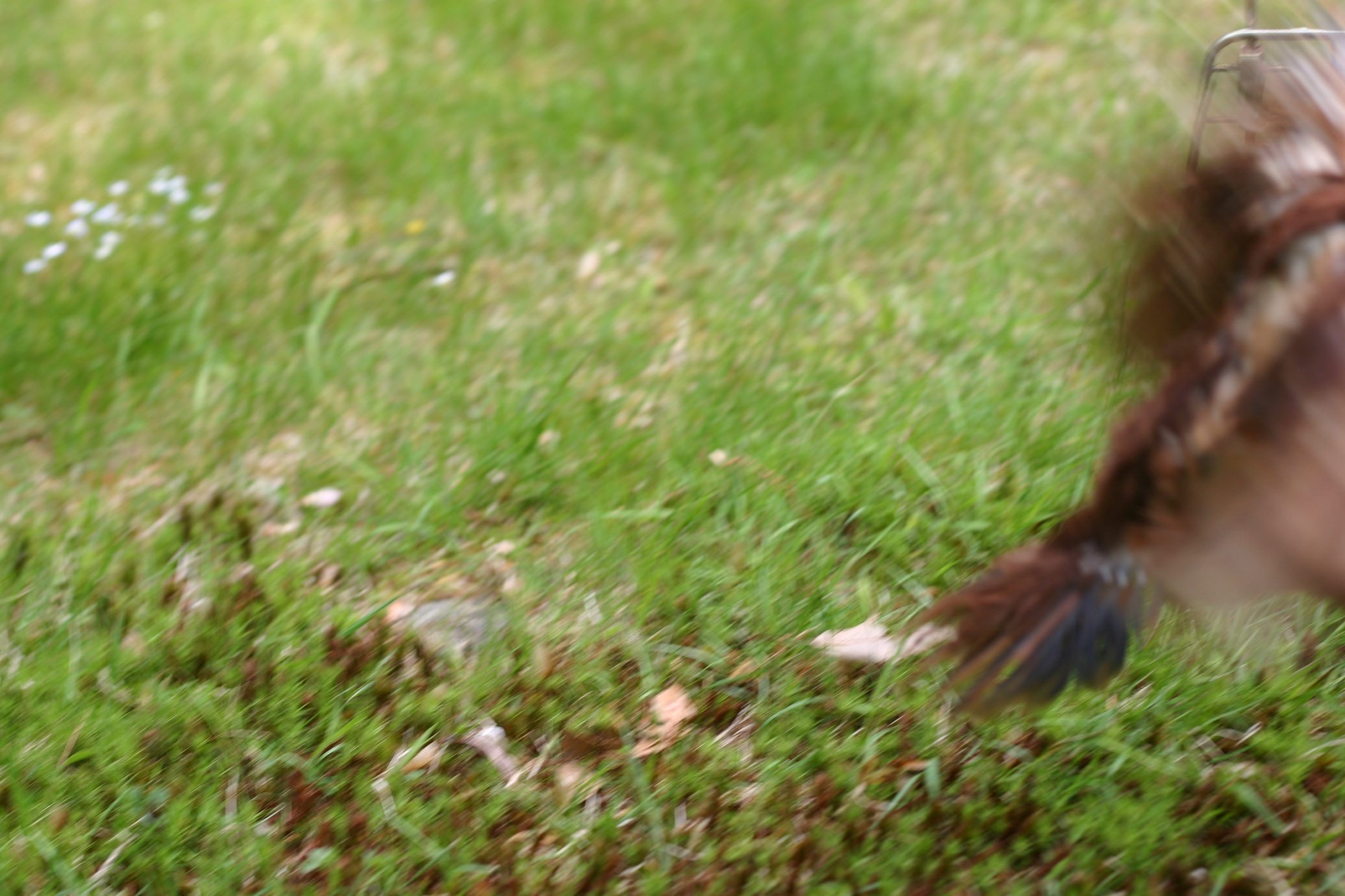1st free range day weeeeeeeeeeeeeeeeeeeeeeeeee