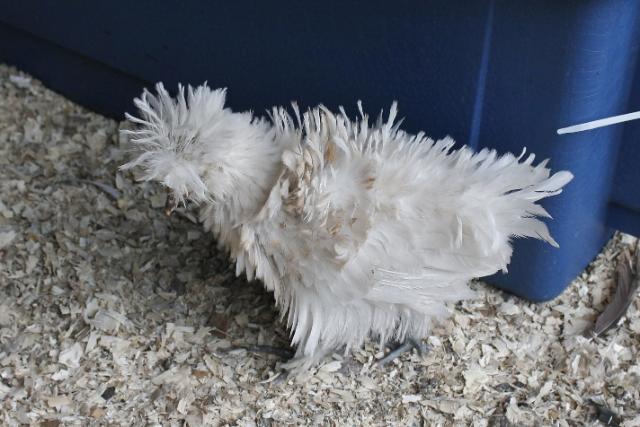 1st Generation sizzle