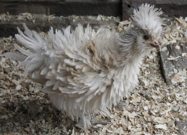 1st Generation sizzle