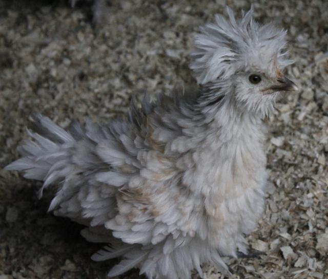 1st Generation sizzle