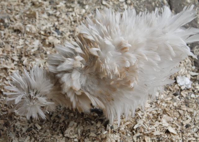 1st Generation sizzle