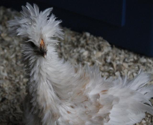 1st Generation sizzle