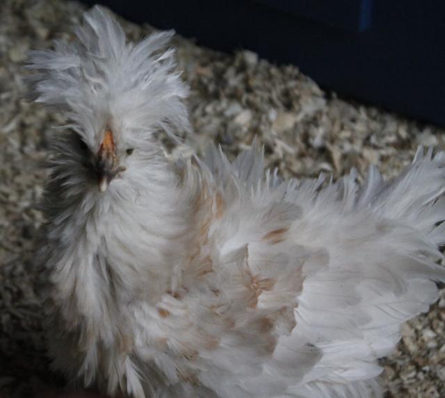 1st Generation sizzle