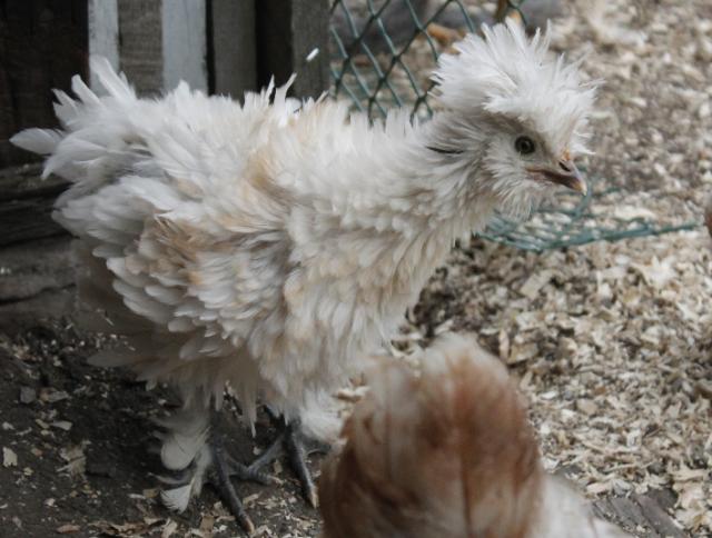 1st Generation sizzle