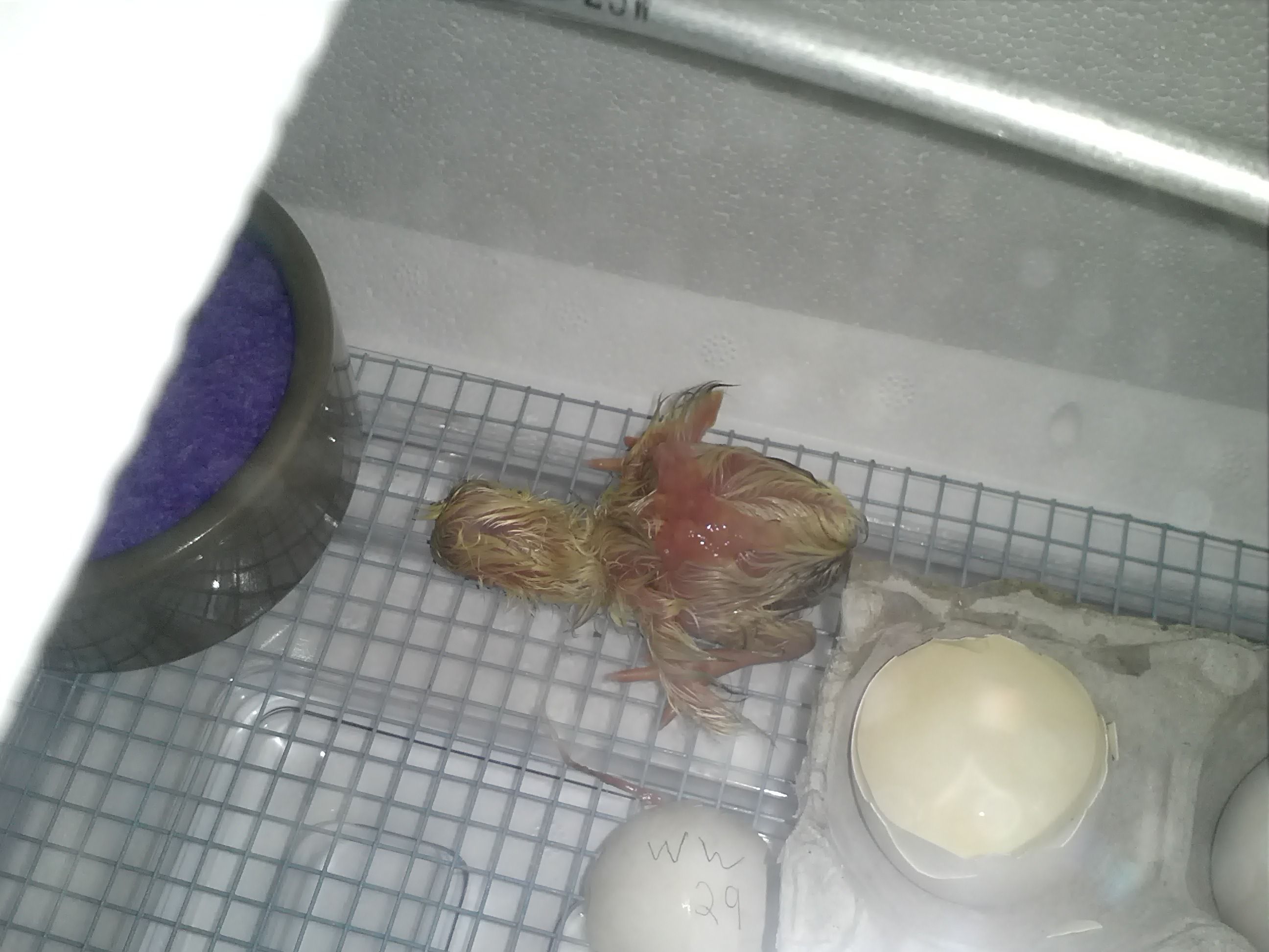 1st hatch i've ever tried.
