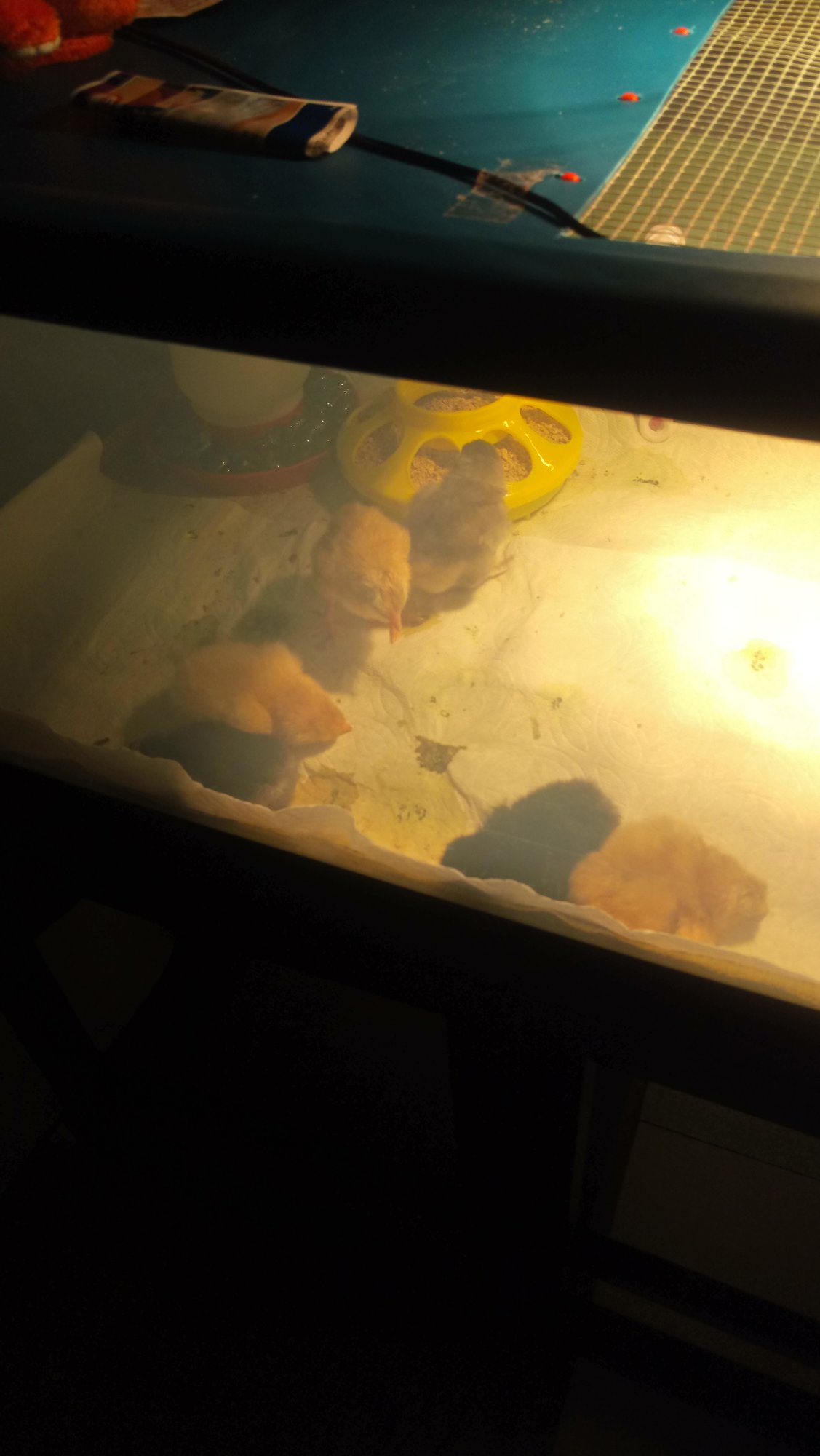 1st hatch