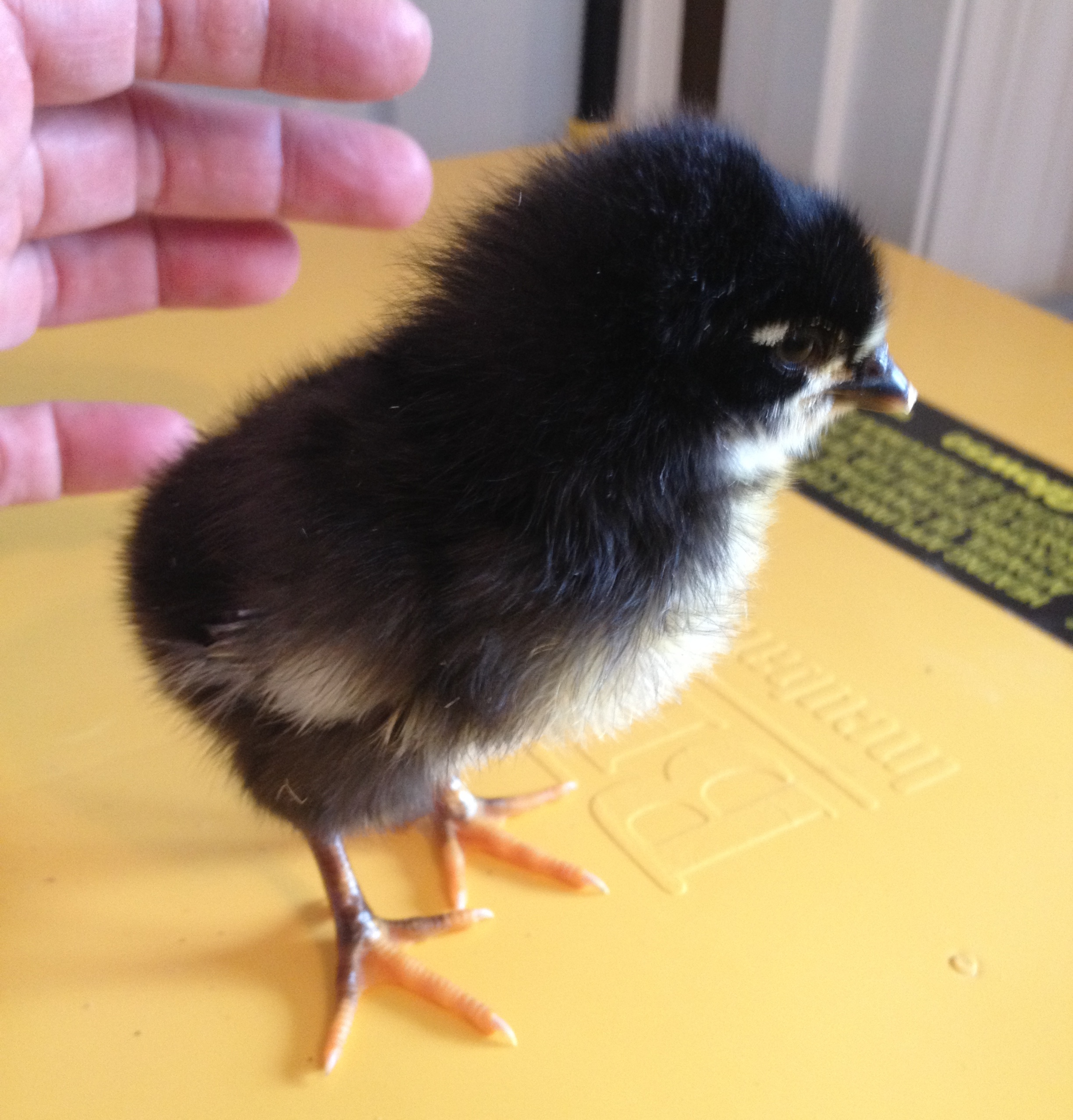 1st homegrown isbar chick. Original import rooster X original import and second import pullet. The black pullet is the mother of this one. 1 day old.