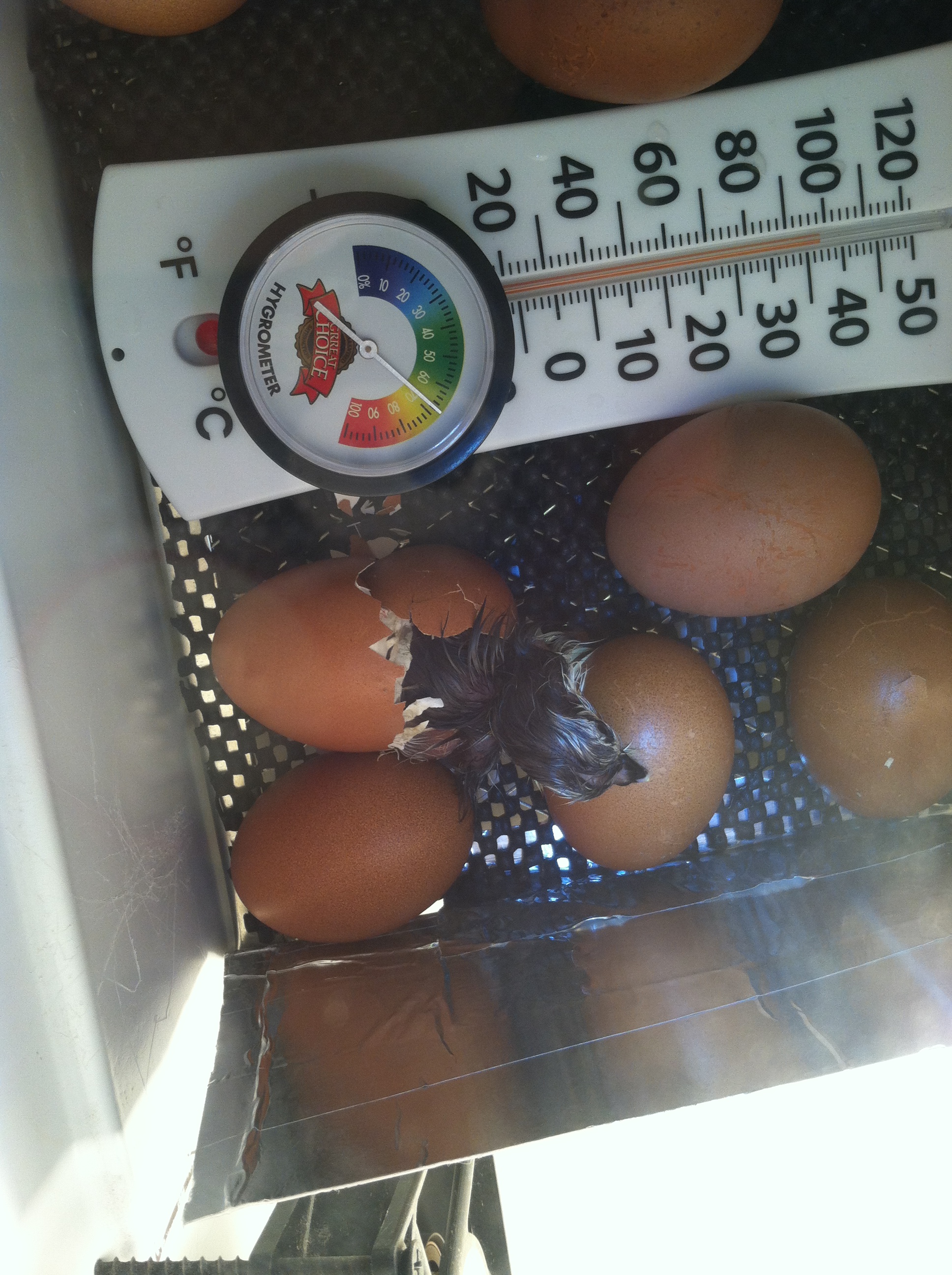 1st Marans chick to hatch