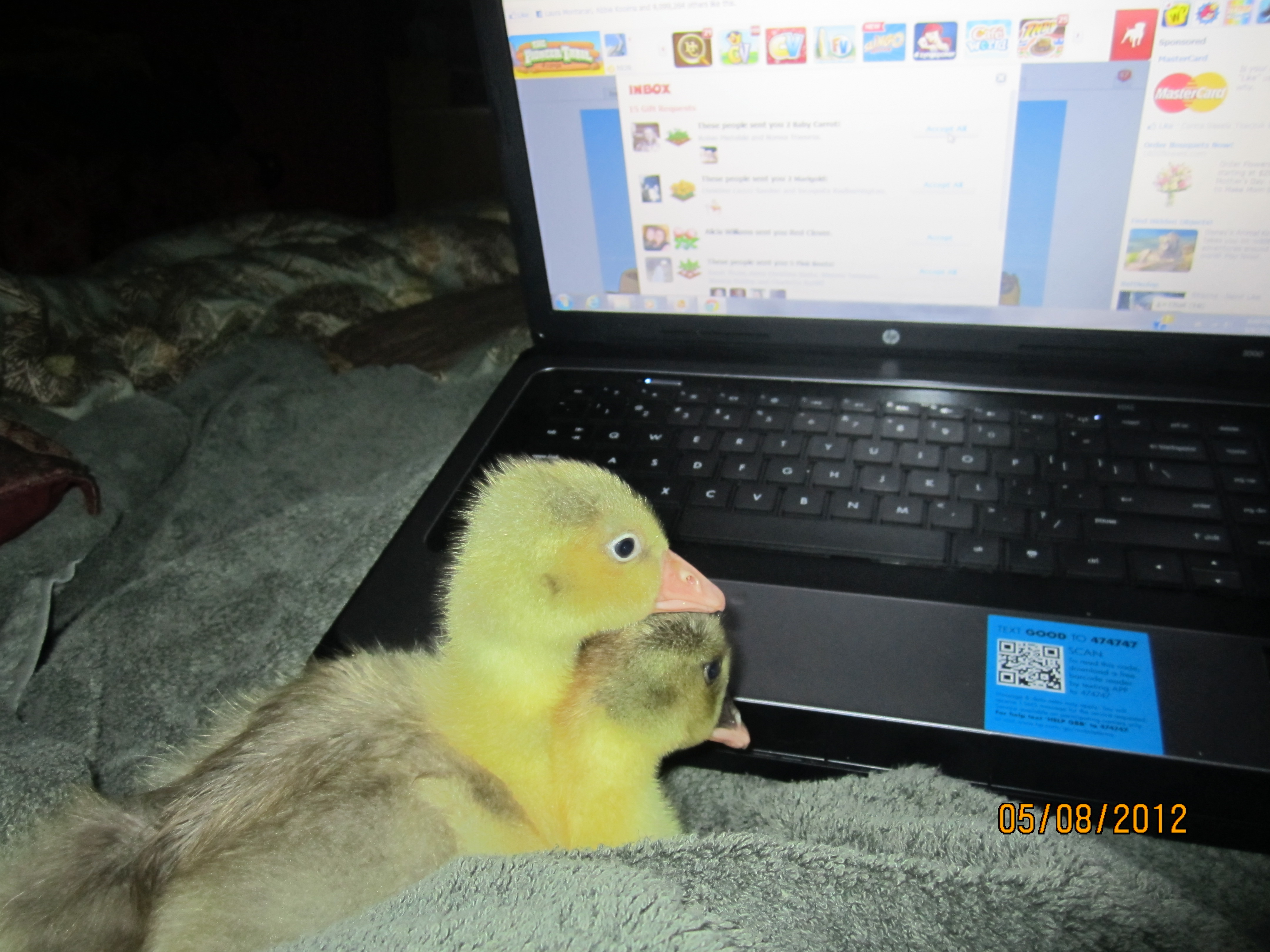 1st night w/baby sebastopels.  they are both females (we think) because they are soooo mellow and quiet.  Very very good goslings. Very sweet and playful too.  Love to be cuddled and they rub their faces against mine when i give them kisses. ;)