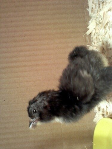 1st one out, day old