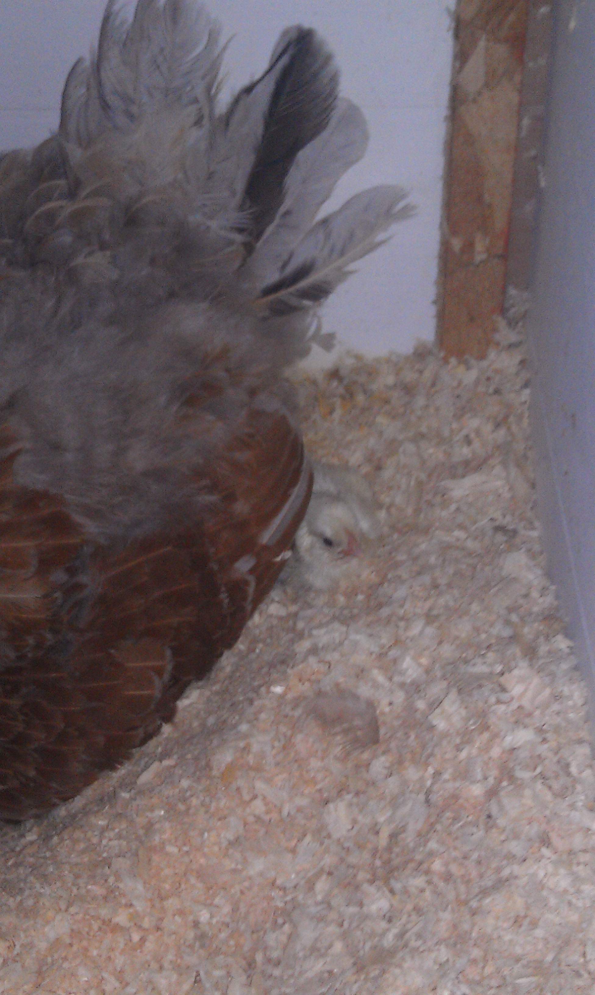 1st peep barely visible!