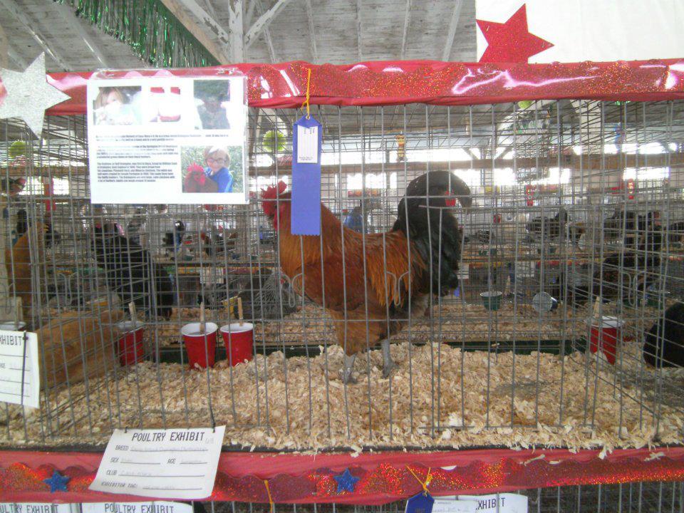 1st place at the fair rooster
AJ