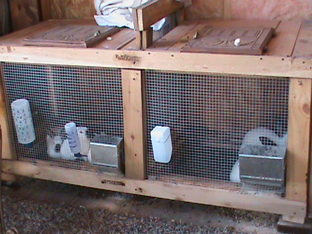 1st rabbit hutch we built ourselves.  1st hole has 3 Californian Meat Rabbits, 2nd hole has 2 Californian Meat Rabbit females.