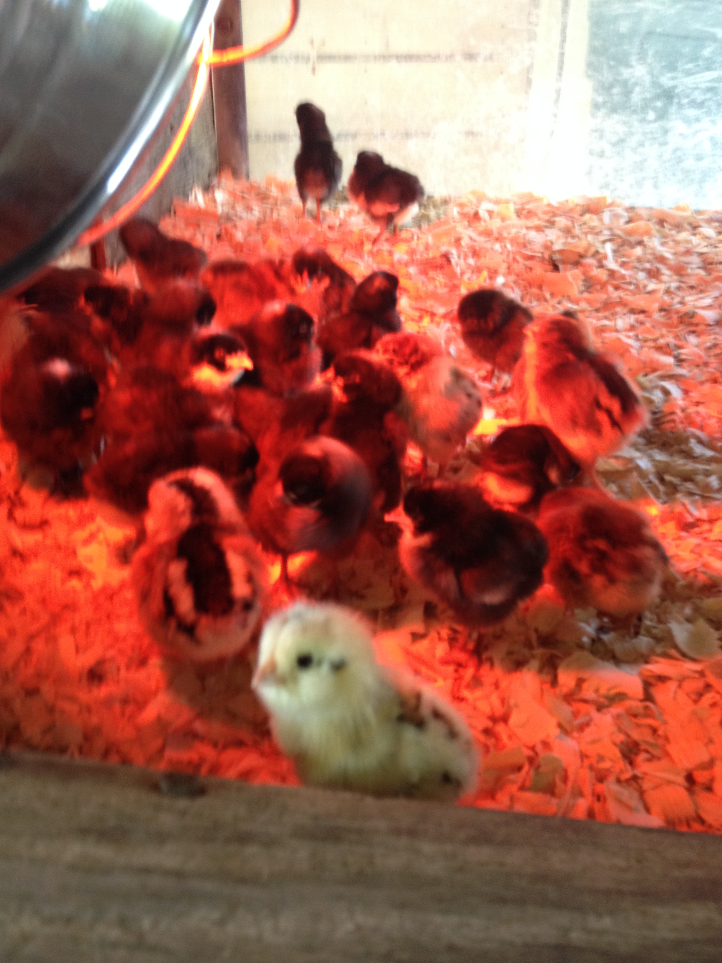 1st run of chicks.  Dominiques and Ameraucanas.