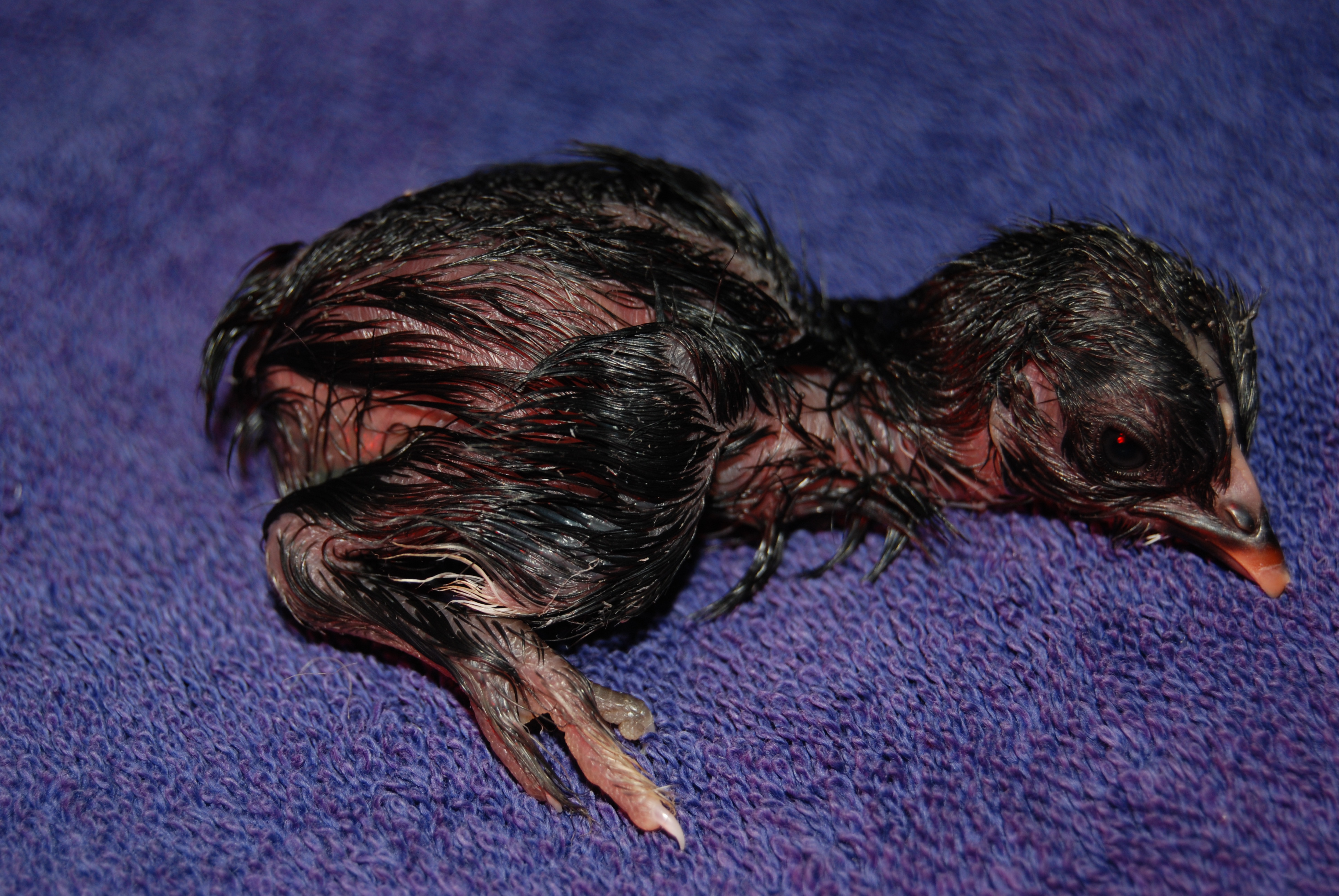 1st silky born May 2nd about an hour after Twilight.