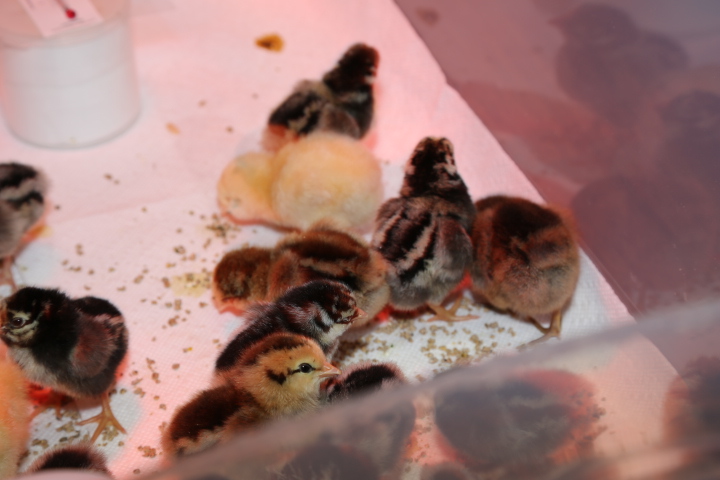 1st Silver-laced Wyandottes and Ameraucanas, 12/18/13