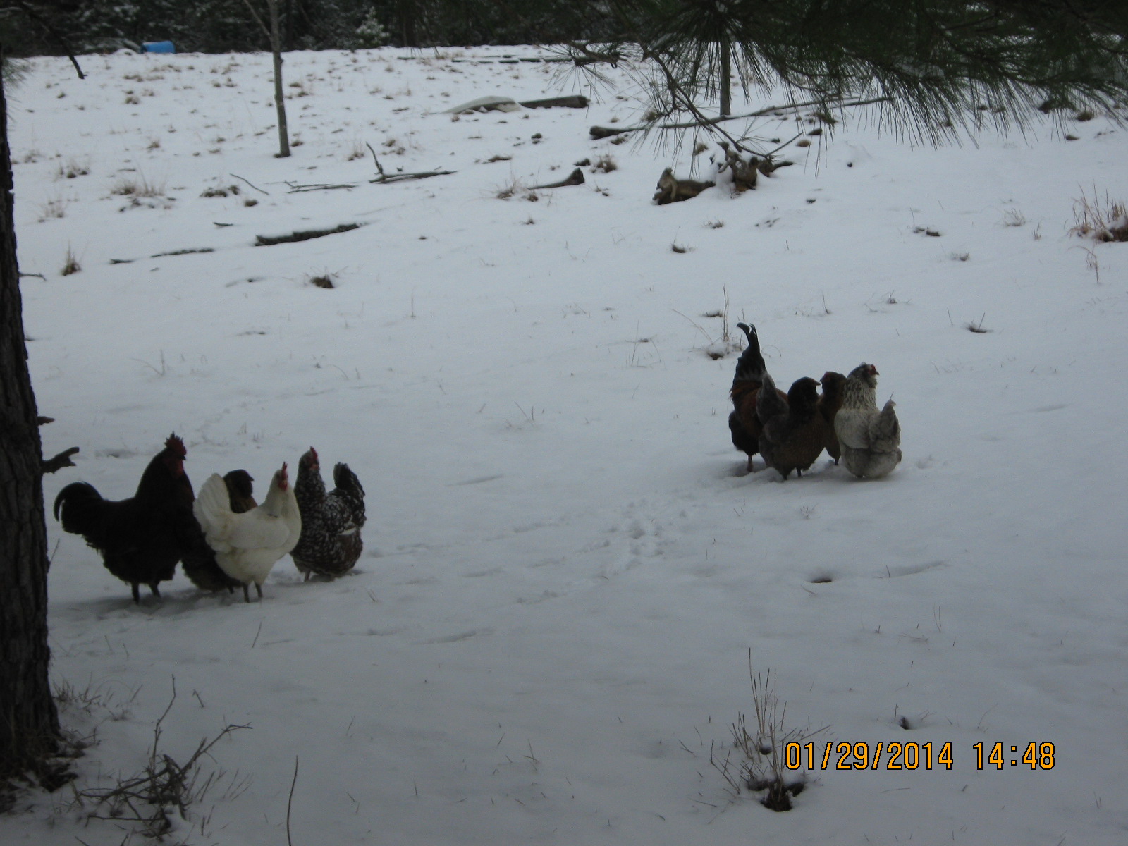 1st snow for my "Pasture Flock"!  They didn't know how to act!  and the birds in my "Hollywood House" refused to come out at all!!  haha