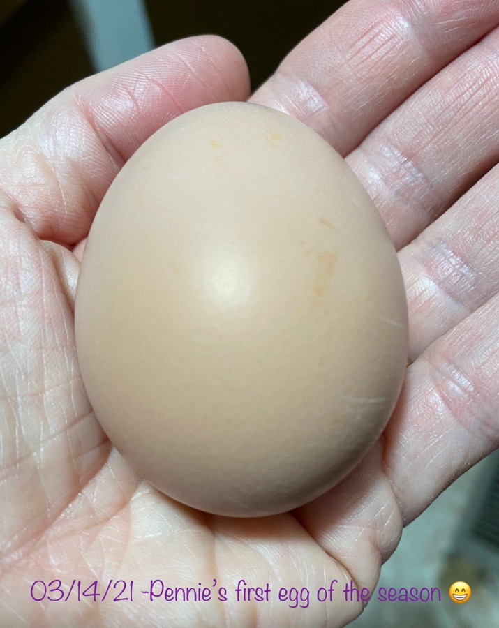 1st_Pennie egg 2021.jpeg