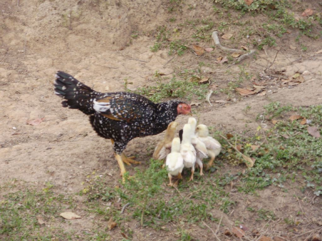 1week chicks. 17month spangle Thai. *Citrus II . Father- *Mike Tyson Jr
