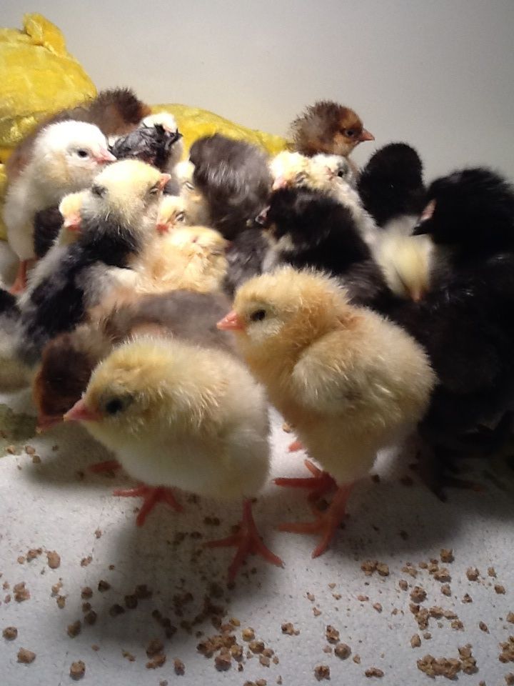 2/1/13 hatch.  Look at those cheeks and beards!!