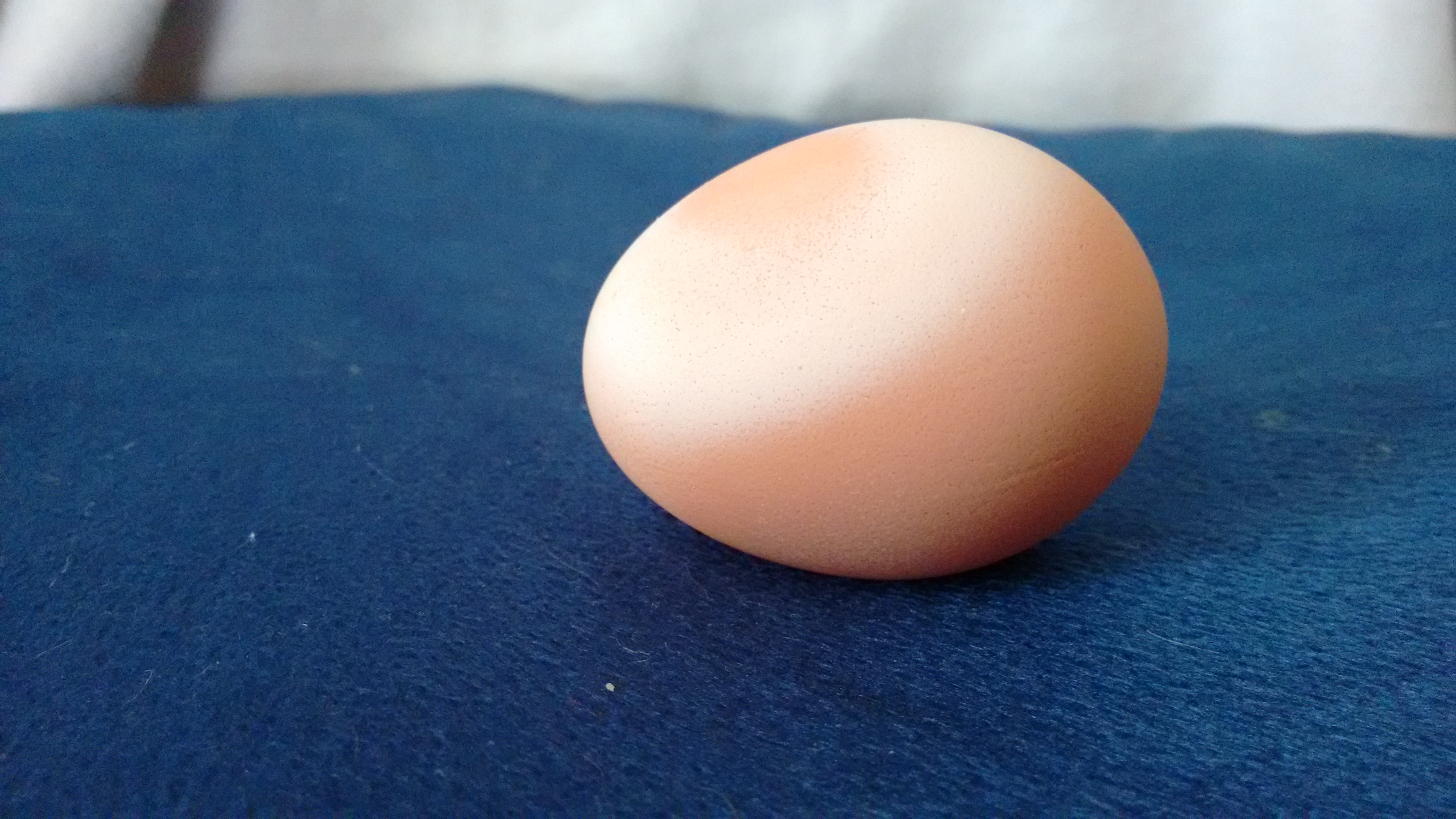 2/1/17 found this egg where multiple chicks lay. It either came from a BSL or RIR. What could it be that causes this? Is it okay?