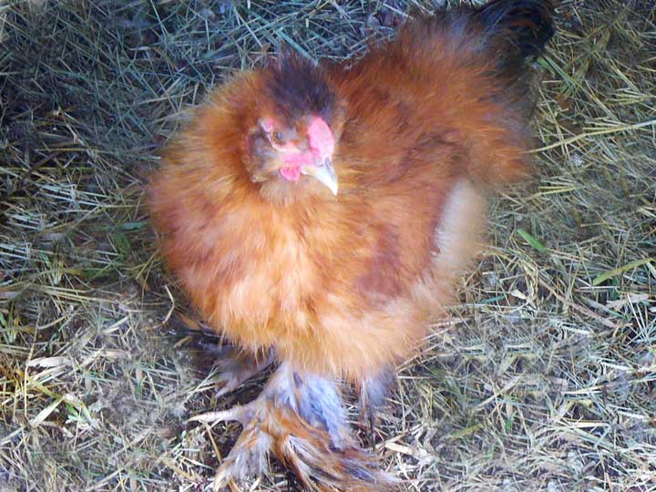 2 1/2 month old Baby Silkie Bob ... he is the product of a pure white silkie mother named Snow White and a cinnamon Bantam frizzle named Julian.  The result was this wonderful little Calico Silkie. His backside has more of the Mama's white mixed in ... he's one very busy and attentive little chicken. I love the fancy leg and feet feathers ... he has another brother and Zander (egg laid a day later) with the exact same coloring. Zander also has the leg feathers, but not as prominent as Bob's.  Although ... I am a relatively newbie to breeding these birdies and Bob may actually be a Babs.