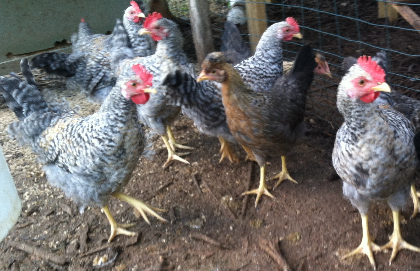 2 1/2 month old Cream Legbar pullets and cockerels