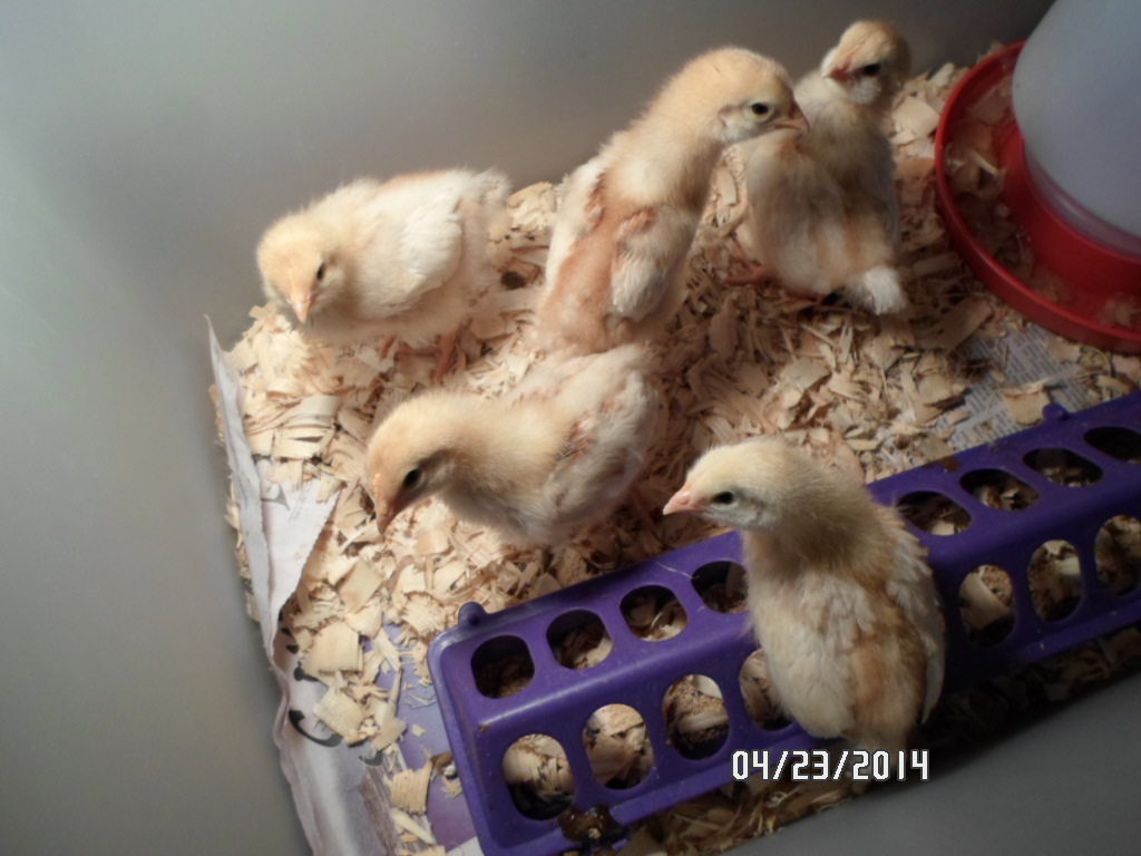 2 1/2 weeks and getting big!