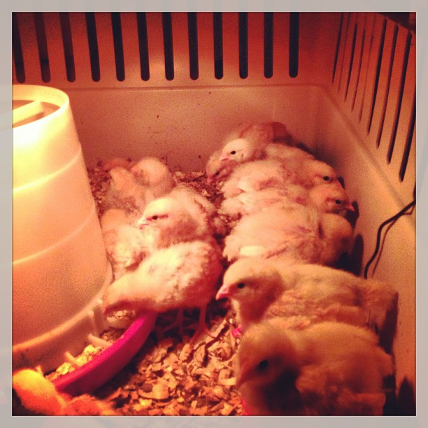 2 1/2 weeks old! and perching on the feeder, so I had to put the put the other one in there.