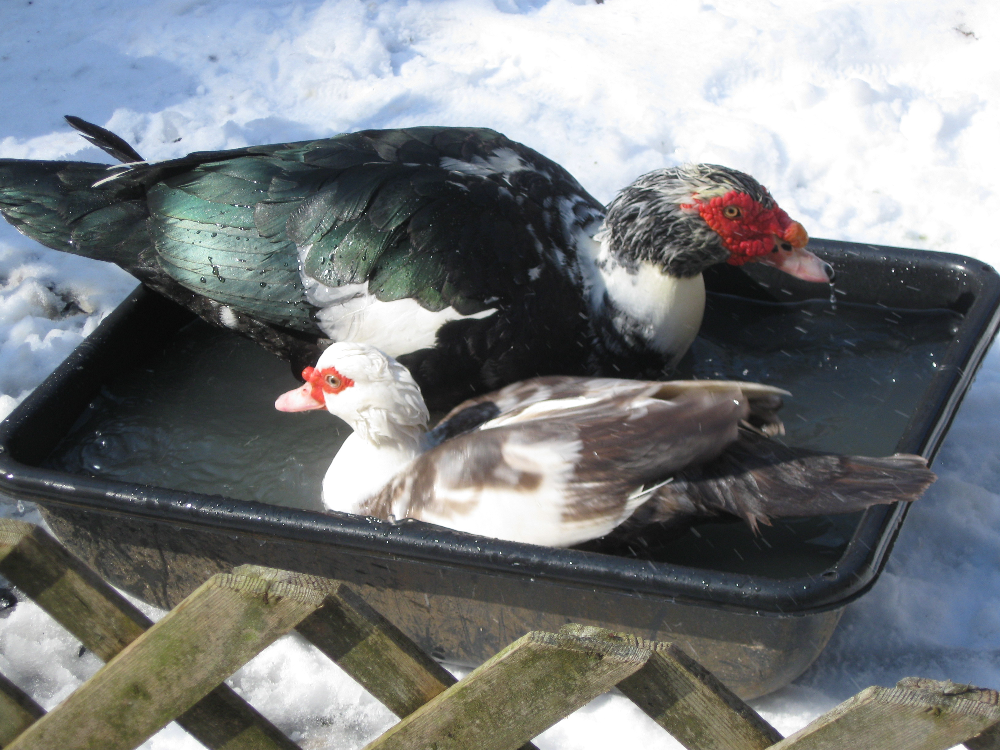 2-1-2014  Opie and Joy