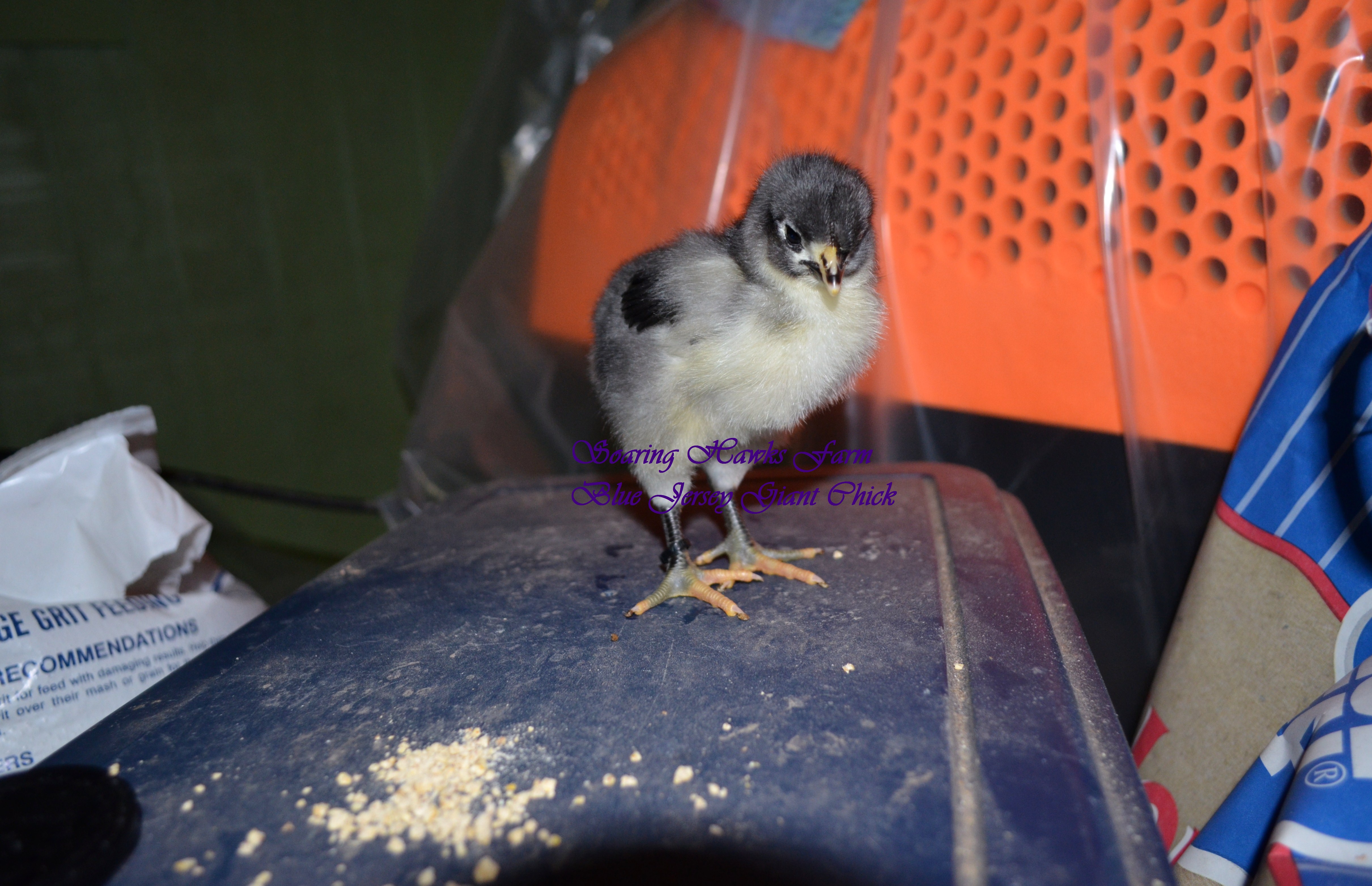 2-2012 first to hatches of the year.(oel x jg) 024.JPG
this is one of the 2 wk old chicks. the picture was when it was a week old. big chick! they all are about the same size.