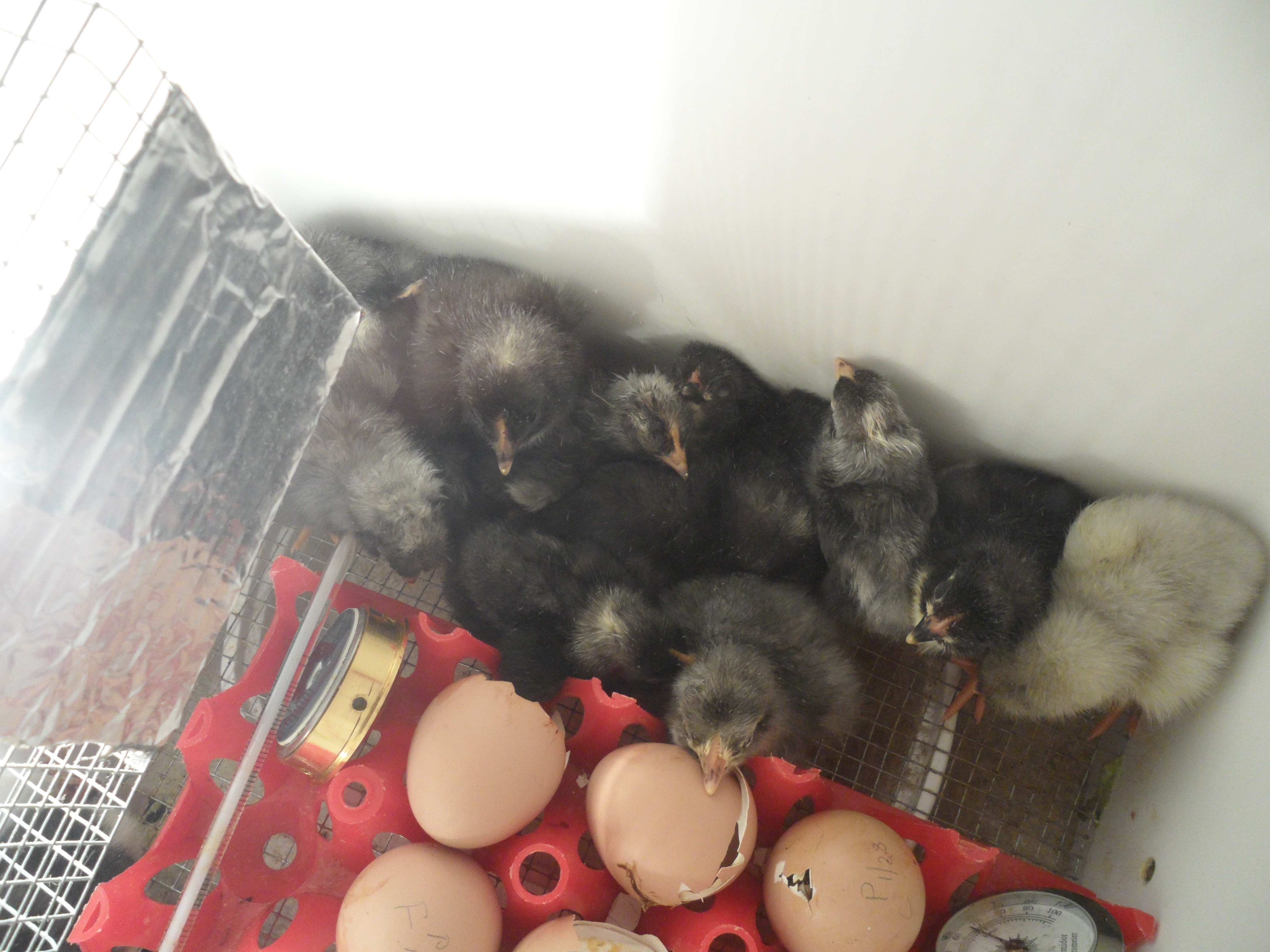 2-26-2013 Woke up to a bator full of chicks this morning. This is the 3rd batch of chicks from my GS/Blue rocks. The fertility/hatch rate has been fantastic so far!!