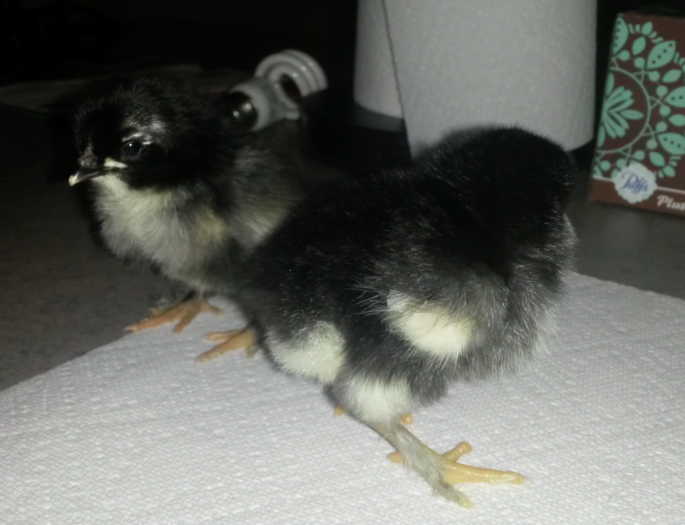 2-3 days old. Only have 2 of them. :( Hope God blesses them and will have a cockerel and pullet. LOL
