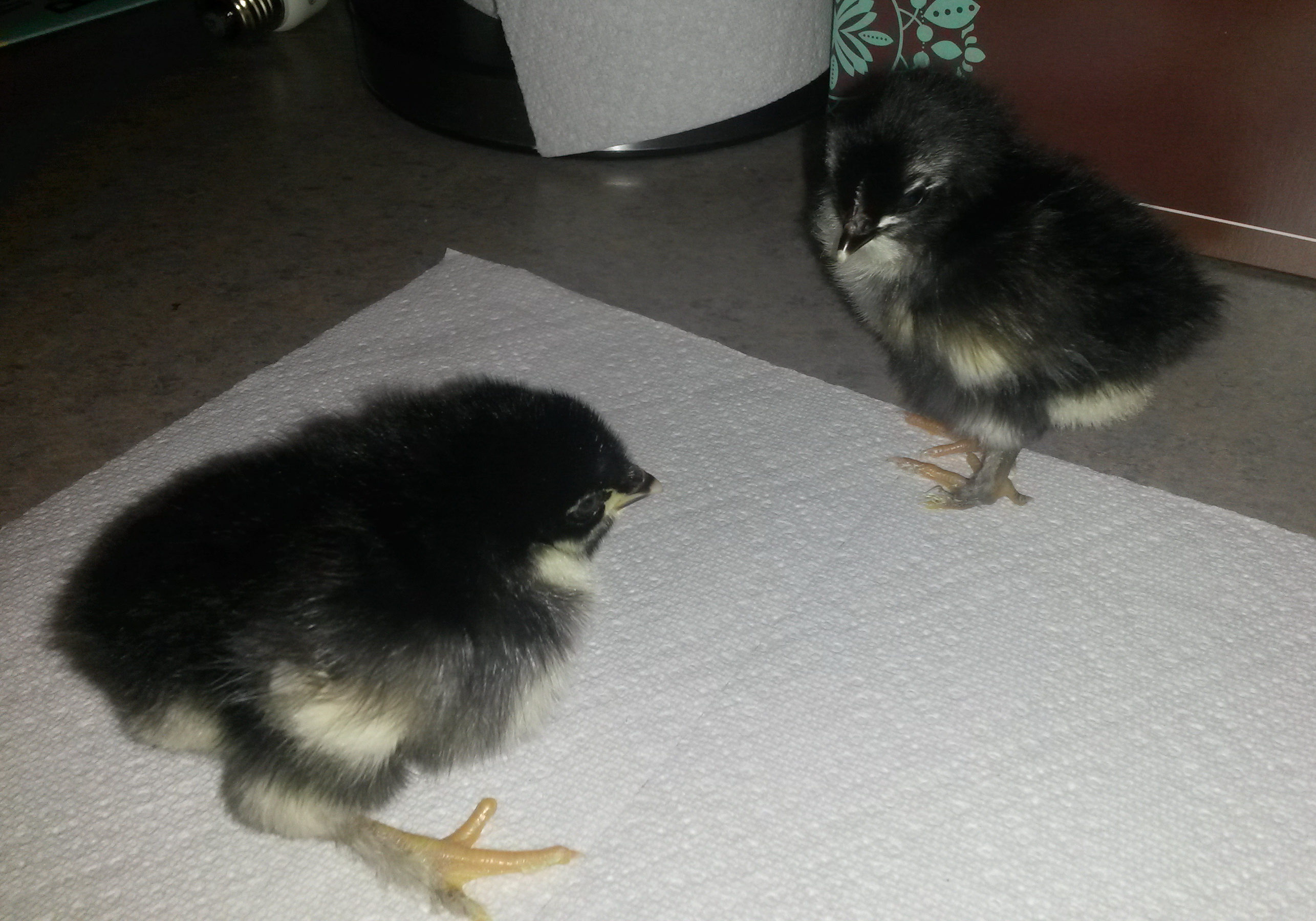 2-3 days old. Only have 2 of them. :( Hope God blesses them and will have a cockerel and pullet. LOL